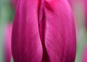 Tulipa Crush (3)